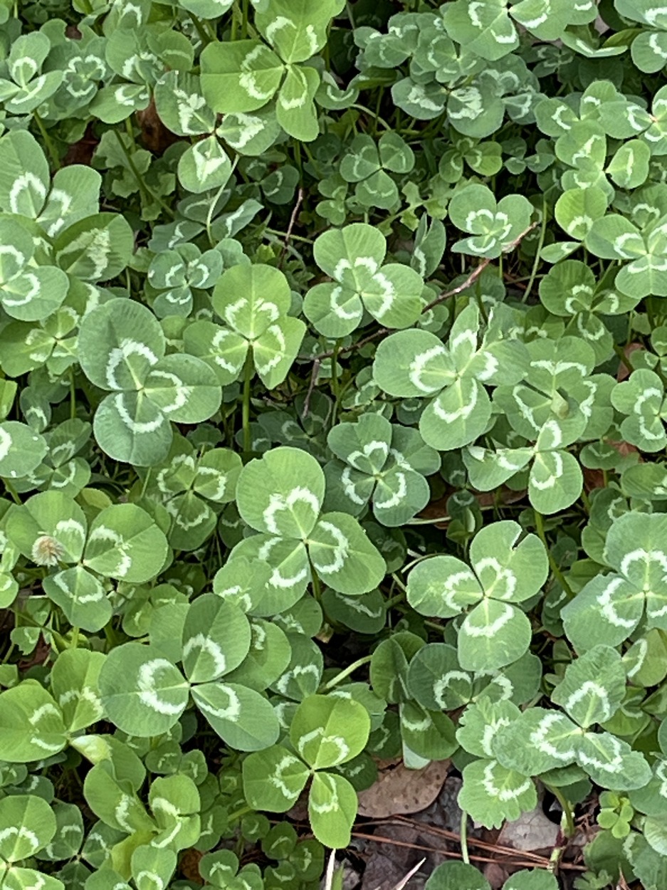 (image for) White Clover 4 ounces