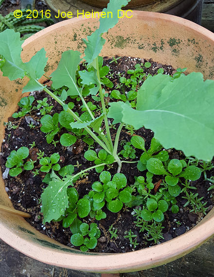 (image for) Container seeds 3 packets