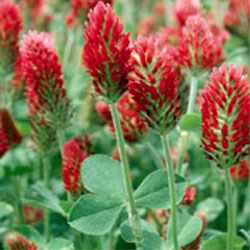(image for) Crimson Clover seeds 4 ounces