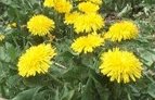 (image for) Dandelion (organic) Taraxacum officinale 250 seeds