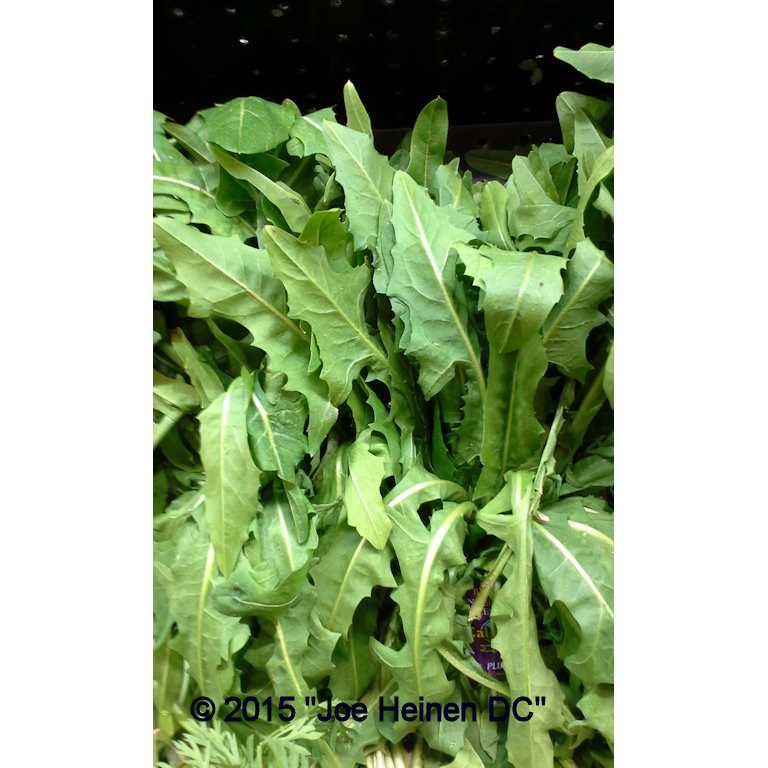 (image for) Italian dandelion (catalona chicory) 200 seeds