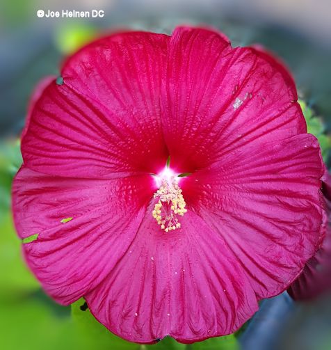 (image for) Luna Hibiscus seeds (cold hardy) Free Shipping!