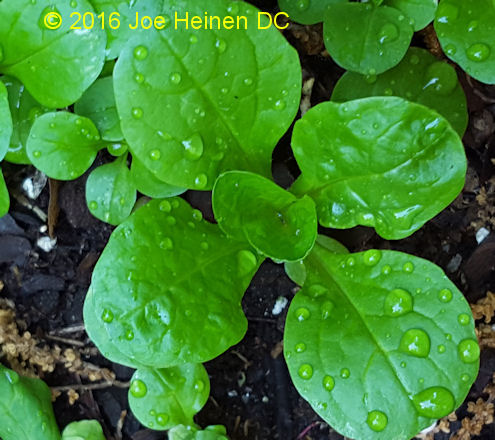 (image for) Mache (lambs lettuce) 200 seeds