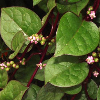 (image for) Malabar Spinach (Basella Rubra) 25 seeds