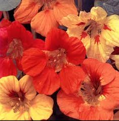 (image for) Nasturtium 25 seeds