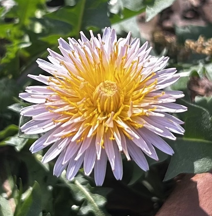 (image for) Pink Dandelion 25+ seeds