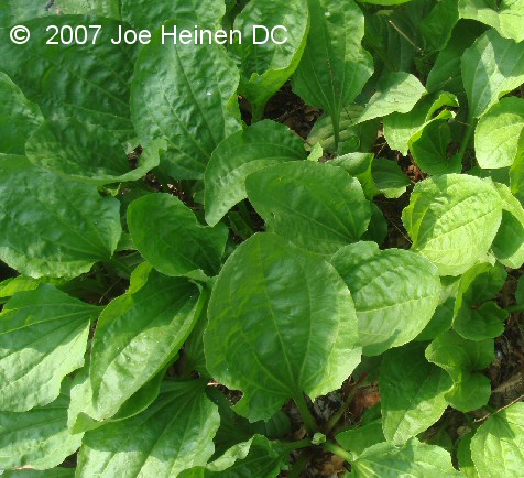 (image for) Plantain Plantago major (Giant Variety) 100 seeds