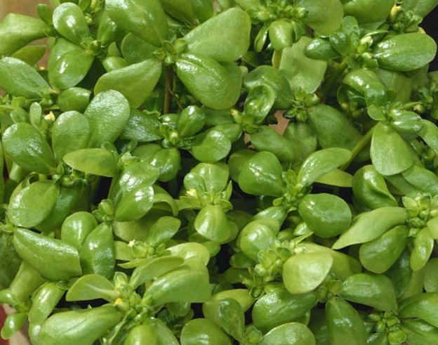 (image for) Purslane (Portulaca Oleracea Sativa) 200 seeds Free Shipping!