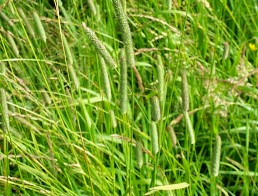 (image for) Timothy grass seeds 100 seeds